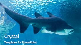  Presentation with shark - Amazing presentation theme having jaws dangerous and huge shark backdrop and a teal colored foreground