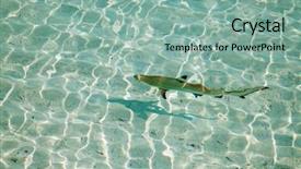  Presentation with shark - Cool new theme with jaws life - blacktip reef shark carcharhinus melanopterus backdrop and a mint green colored foreground