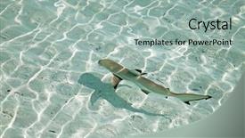  Presentation with shark - Amazing PPT theme having jaws life - blacktip reef shark carcharhinus melanopterus backdrop and a mint green colored foreground