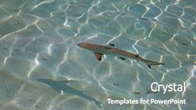  Presentation with shark - Amazing PPT layouts having jaws life - blacktip reef shark carcharhinus melanopterus backdrop and a gray colored foreground