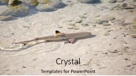  Presentation with shark - Presentation theme having jaws life - blacktip reef shark carcharhinus melanopterus background and a lemonade colored foreground