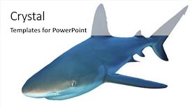  Presentation with shark - Presentation featuring jaws life - caribbean reef shark isolated background and a white colored foreground