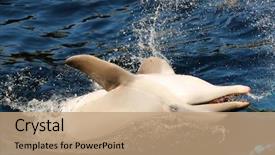  Presentation with ocean waves - Beautiful PPT theme featuring jaws life - cheerful dolphin playing in ocean backdrop and a coral colored foreground