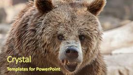  Presentation with brown bear - Amazing slide deck having jaws life - eurasian brown bear ursus arctos backdrop and a tawny brown colored foreground