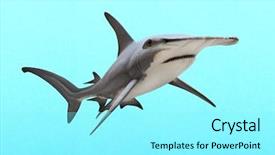  Presentation with shark - Beautiful PPT theme featuring jaws life - great hammerhead shark - sphyrna backdrop and a arctic colored foreground