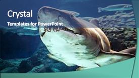  Presentation with shark - Amazing presentation theme having jaws life - shark underwater in natural aquarium backdrop and a ocean colored foreground