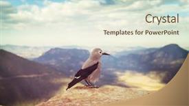  Presentation with rocky mountains - Theme enhanced with blue jay - clark's nutcracker in rocky mountains background and a sky blue colored foreground