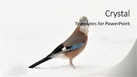  Presentation with natural gas piping - Audience pleasing PPT layouts consisting of jay in natural habitat garrulus backdrop and a white colored foreground