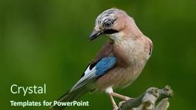  Presentation with eutanasia euthanasia x natural death - Amazing presentation design having jay-in-natural-habitat-garrulus backdrop and a tawny brown colored foreground
