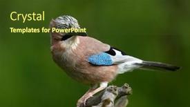  Presentation with natural - Slide set consisting of jay-in-natural-habitat-garrulus background and a tawny brown colored foreground