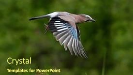  Presentation with natural - Slide set having jay-in-natural-habitat-garrulus background and a tawny brown colored foreground
