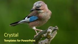  Presentation with natural - Audience pleasing presentation design consisting of jay-in-natural-habitat-garrulus backdrop and a tawny brown colored foreground
