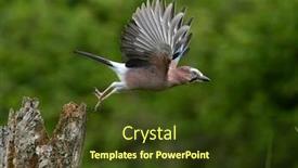  Presentation with natural - Audience pleasing slides consisting of jay-in-natural-habitat-garrulus backdrop and a tawny brown colored foreground