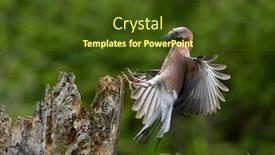  Presentation with natural - Slide set featuring jay-in-natural-habitat-garrulus background and a tawny brown colored foreground