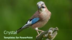  Presentation with natural - Amazing slide set having jay-in-natural-habitat-garrulus backdrop and a tawny brown colored foreground