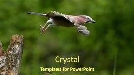  Presentation with natural - Presentation design having jay-in-natural-habitat-garrulus background and a tawny brown colored foreground