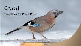  Presentation with natural - Cool new PPT theme with jay in natural habitat garrulus backdrop and a  colored foreground