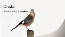  Presentation with natural disasters war - Presentation having jay in natural habitat garrulus background and a white colored foreground