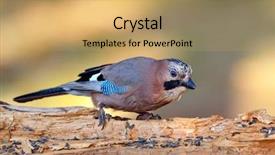  Presentation with natural - Amazing presentation design having jay in natural habitat garrulus backdrop and a yellow colored foreground