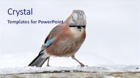  Presentation with natural - Colorful presentation enhanced with jay in natural habitat garrulus backdrop and a sky blue colored foreground