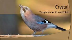  Presentation with natural - Audience pleasing theme consisting of jay in natural habitat garrulus backdrop and a  colored foreground