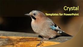  Presentation with eutanasia euthanasia x natural death - Colorful theme enhanced with jay in natural habitat garrulus backdrop and a  colored foreground