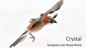  Presentation with medicament natural - Beautiful slides featuring jay in natural habitat backdrop and a white colored foreground