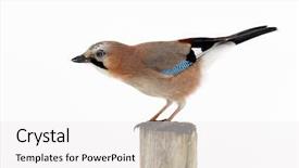  Presentation with natural - Audience pleasing theme consisting of jay in natural habitat backdrop and a white colored foreground