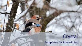  Presentation with winter - Audience pleasing theme consisting of jay in winter garrulus glandarius backdrop and a lemonade colored foreground