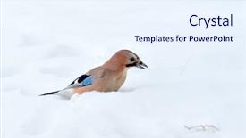  Presentation with winter - PPT layouts featuring jay in winter garrulus glandarius background and a  colored foreground