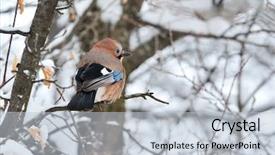  Presentation with pathways in winter - PPT theme featuring red iron metal sheet in la boca buenos aires background and a black colored foreground