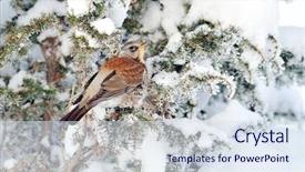  Presentation with winter - Slides with jay in winter garrulus glandarius background and a sky blue colored foreground