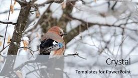  Presentation with winter taiga - Presentation theme with jay in winter garrulus glandarius background and a lemonade colored foreground