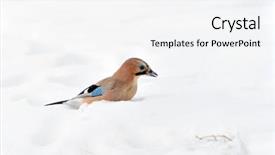  Presentation with winter and transition - Colorful presentation enhanced with jay in winter garrulus glandarius backdrop and a sky blue colored foreground