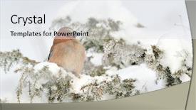  Presentation with winter blue - Slides enhanced with jay in winter garrulus glandarius background and a sky blue colored foreground