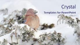  Presentation with winter - PPT theme featuring jay in winter garrulus glandarius background and a sky blue colored foreground