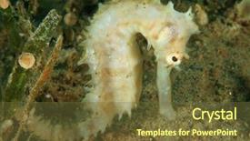  Presentation with ocean seahorse - Slide set enhanced with jayakar's seahorse hippocampus jayakari background and a tawny brown colored foreground