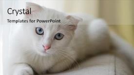  Presentation with kitten - Audience pleasing presentation theme consisting of jealousy - white cute kitten plays backdrop and a soft green colored foreground