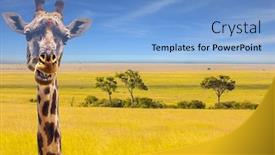  Presentation with savanna - Cool new PPT theme with jeep-safari-masai-mara-kenya backdrop and a light blue colored foreground