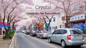  Presentation with sakura - PPT theme enhanced with jeju-south-korea-april-9 background and a lemonade colored foreground