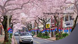  Presentation with sakura - 