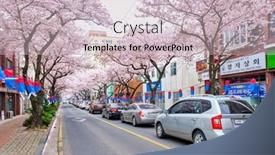  Presentation with sakura - 