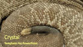  Presentation with body - Presentation design featuring jellery - detail of the rattlesnake body background and a tawny brown colored foreground
