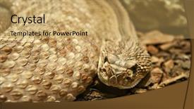  Presentation with body heat transfer - Presentation theme having pink flower background with place for text background and a  colored foreground.