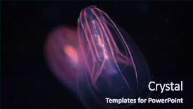  Presentation with jellyfish - PPT theme having jelly - beroe spp - comb jellyfish background and a wine colored foreground