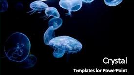  Presentation with medusa - PPT layouts having jelly - jellyfish medusa background and a black colored foreground