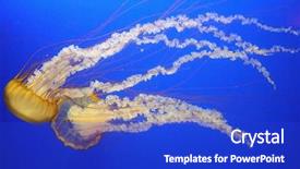  Presentation with jellyfish - PPT theme having jelly fish - beautiful orange jellyfish over blue background and a cobalt blue colored foreground