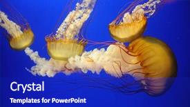  Presentation with blue orange - Amazing PPT layouts having jelly fish - beautiful orange jellyfish over blue backdrop and a royal blue colored foreground