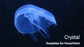  Presentation with fish aquarium - PPT layouts having jelly fish - jellyfish in aquarium background and a navy blue colored foreground