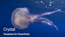  Presentation with jellyfish - Presentation theme having jelly fish - jellyfish background and a navy blue colored foreground